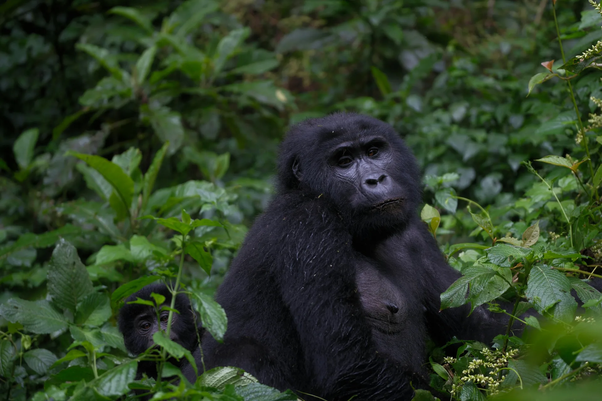 Day 10 gorilla trekking